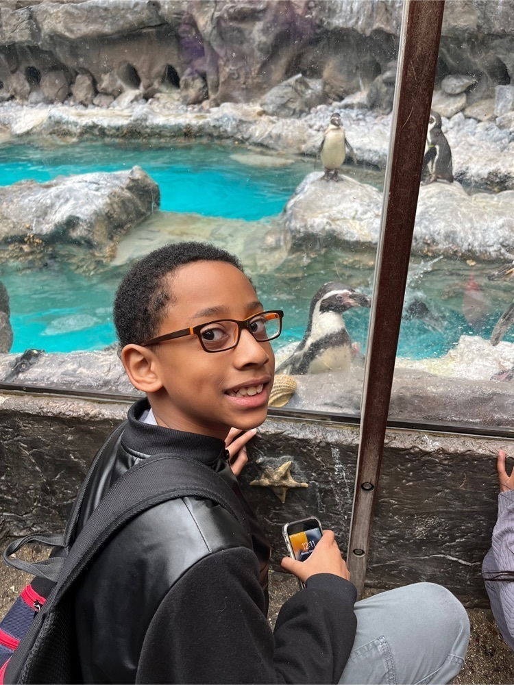 Student looking at penguins